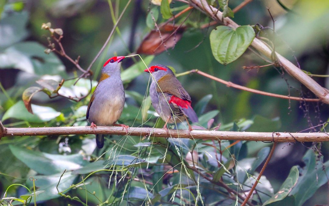 Courting time for the red browed finches