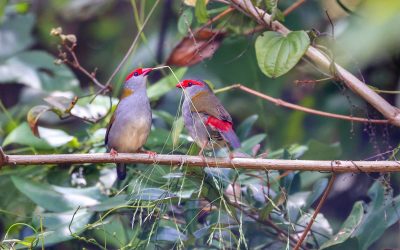 Courting time for the red browed finches