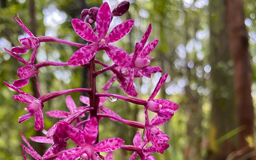 Hyacinth orchids are just starting to bloom